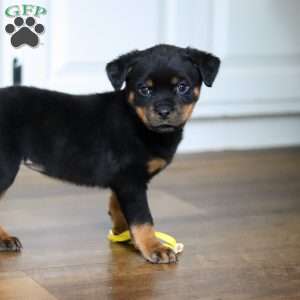 Roxie, Rottweiler Puppy